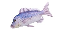 Morske ribe / Saltwater Fish