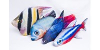 Tropske i akvarijske ribe / Tropic And Aquarium Fish