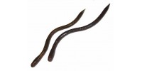 BB Worms