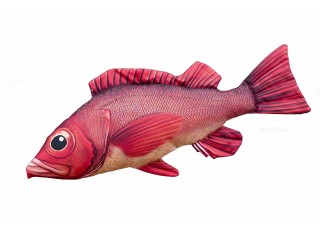 Gaby Atlantic Redfish / Bodečnjak