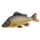 Gaby Common Carp / Šaran - ljuskaš