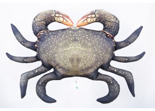 Gaby Mud Crab