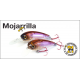 Pontoon21 Mojarrilla