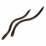 Bait Breath U30 Vein 8'' (20 cm)