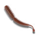 Bait Breath Lugy 3'' (7,5 cm)