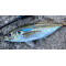 Bait Breath ST-R 2,1'' (5,5 cm)