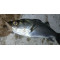 Bait Breath ST-R 2,1'' (5,5 cm)