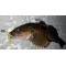 Bait Breath ST-R 2,1'' (5,5 cm)