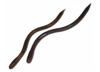 Bait Breath U30 Vein 5,5' (14 cm)