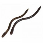 Bait Breath U30 Vein 6,8'' (17 cm)