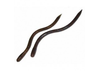Bait Breath U30 Vein 6,8'' (17 cm)