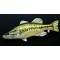 Gaby Largemouth Bass