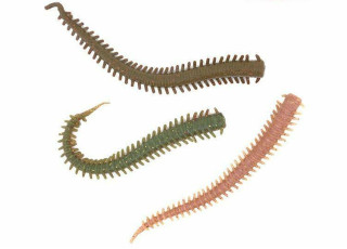 Berkley Gulp SW Isome Gokubuto 4'' (10 cm)