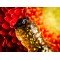 Molix Caimano Worm 3,7 cm