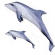Gaby Bottlenose Dolphin / Delfin