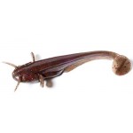 FishUp Catfish 5 cm