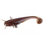 FishUp Catfish 7,5 cm