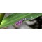 FishUp Flit 2'' (5,5 cm)