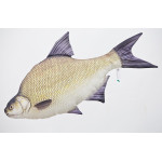 Gaby Common Bream / Deverika