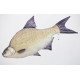 Gaby Common Bream / Deverika