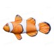 Gaby Clownfish / Riba klaun