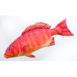 Gaby Coral Trout