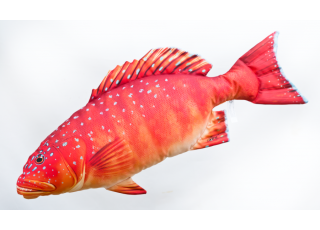 Gaby Coral Trout
