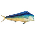 Gaby Dolphin Fish / Lampuga