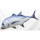 Gaby Giant Trevally
