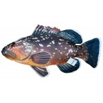 Gaby Dusky Grouper / Kirnja