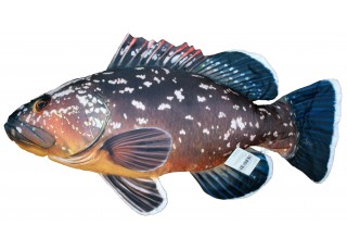 Gaby Dusky Grouper / Kirnja