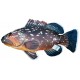 Gaby Dusky Grouper / Kirnja