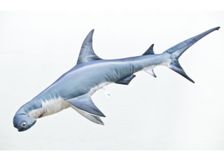Gaby Hammerhead Shark / Morski pas bat