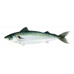 Gaby Atlantic Mackerel / Skuša