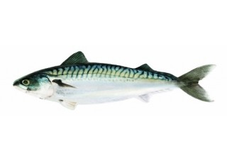 Gaby Atlantic Mackerel / Skuša