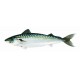 Gaby Atlantic Mackerel / Skuša
