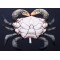 Gaby Mud Crab