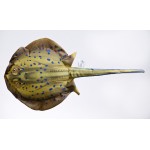 Gaby Blue Spotted Stingray / Raža