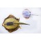 Gaby Blue Spotted Stingray / Raža