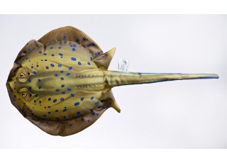 Gaby Blue Spotted Stingray / Raža