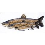 Gaby Grass Carp / Amur