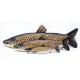 Gaby Grass Carp / Amur