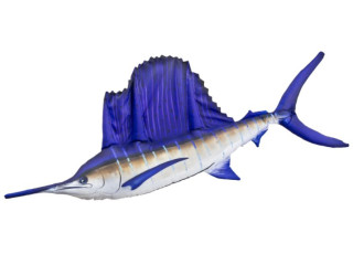 Gaby Sailfish