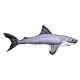 Gaby Great White Shark / Morski pas