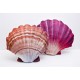 Gaby Scallop / Jakobova kapica