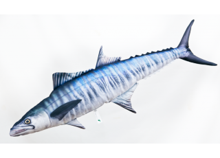Gaby Spanish Mackerel
