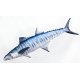 Gaby Spanish Mackerel