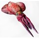 Gaby Squid / Lignja