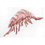 Gaby Tiger Prawn / Kozica