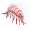 Gaby Tiger Prawn / Kozica